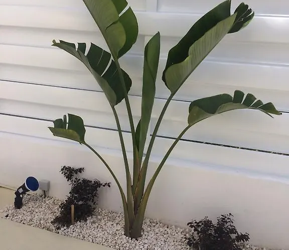 Narcissos Bay View Willa Protaras