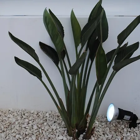 Narcissos Bay View * Protarász